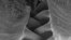 The gears of the Issus insect are seen under a microscope. (Cambridge University)