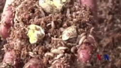 四川养殖场回收剩饭 变废为宝