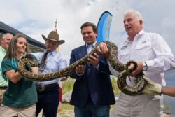 Florida Gov. Ron DeSantis, second from right, holds a Burmese python during a news conference, June 3, 2021, in the Florida Everglades.