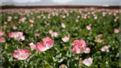 افزایش تولید تریاک در افغانستان