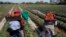 Des ouvriers agricoles ramassent des fraises dans la ville de Moulay, dans la province de Kenitra, au Maroc, le 15 mars 2014.