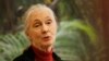 Pakar simpanse terkenal Jane Goodall berbicara kepada ahli primata terkemuka di konferensi "Mind of the Chimpanzee" Sabtu, 24 Maret 2007, di Chicago (Foto: AP/Nam Y. Huh)