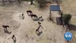 Africa's Donkeys Being Stolen for Chinese Medicine