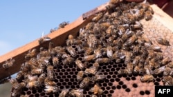 Bees are seen on a honeycomb at an apiary in the New South Wales town of Somersby, Australia, April 20, 2021.