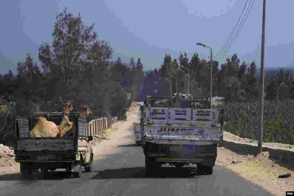Buyers take the camels home to prepare them for slaughter ahead of Eid, which in Egypt this year falls on Aug. 11, 2019. (VOA/H. Elrasam)