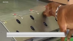 军犬通过训练可以帮助识别新冠病毒感染者吗？