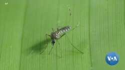 Brazilian Researchers Modernize Mosquito Traps