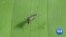 Brazilian Researchers Modernize Mosquito Traps