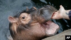 ฟิโอนา ลูกฮิปโป ที่สวนสัตว์ในรัฐโอไฮโอของสหรัฐฯ