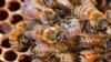 Beekeepers want to keep the parasitic varroa mite, the little brown spot seen on the bee, out of their hives. (BugMan50 Brad Smith, Creative Commons)