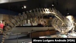 Museu da Baleia, New Bedford, Estados Unidos