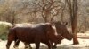 Rhinos with cut horns walk at a farm in Musina, Limpopo Province, South Africa May 9, 2012. The horns are removed in game parks to make the animal a less likely target for poachers.