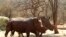 Rhinos with cut horns walk at a farm in Musina, Limpopo Province, South Africa May 9, 2012. The horns are removed in game parks to make the animal a less likely target for poachers.