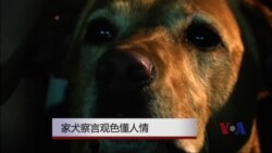 家犬察言观色懂人情
