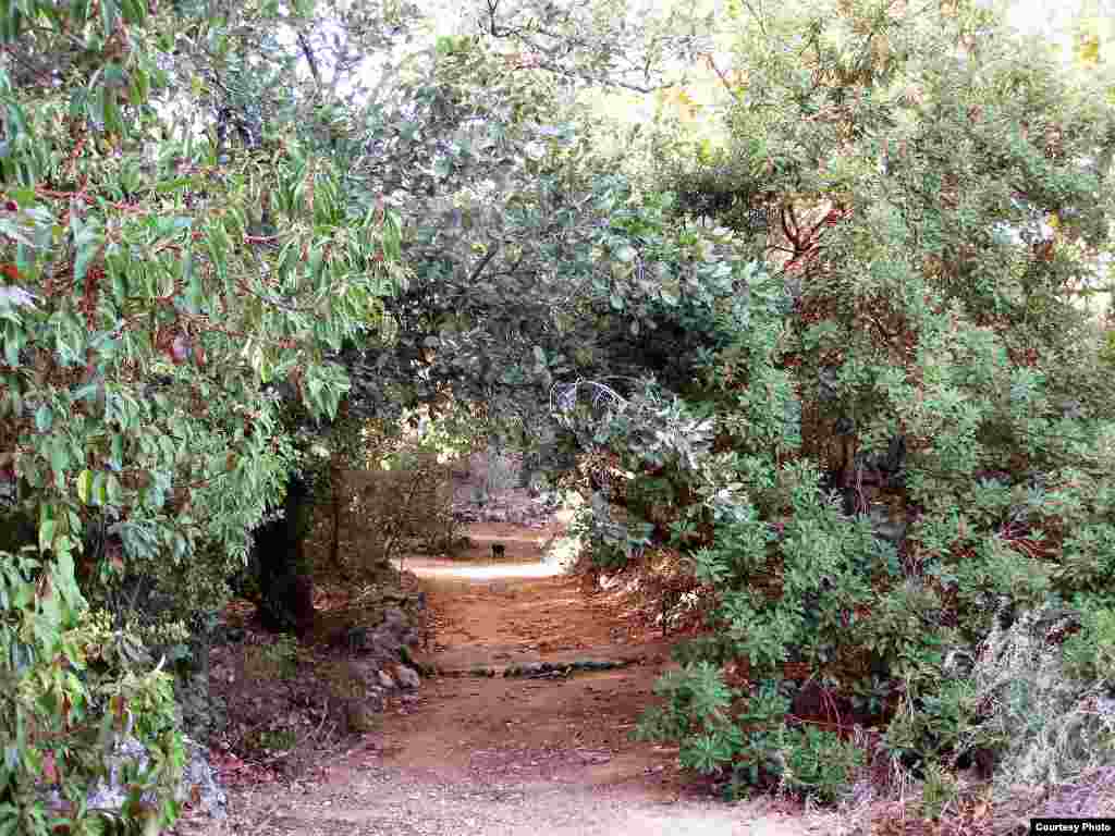This Botanical Garden trail leads visitors into a Mediterranean scrub plot with Israeli flora. (Tel Aviv University Botanical Garden)