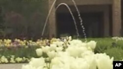 芝加哥植物园里的郁金香