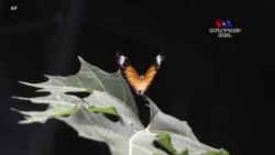 Բարի Լույս. Արման Թարջիմանյան