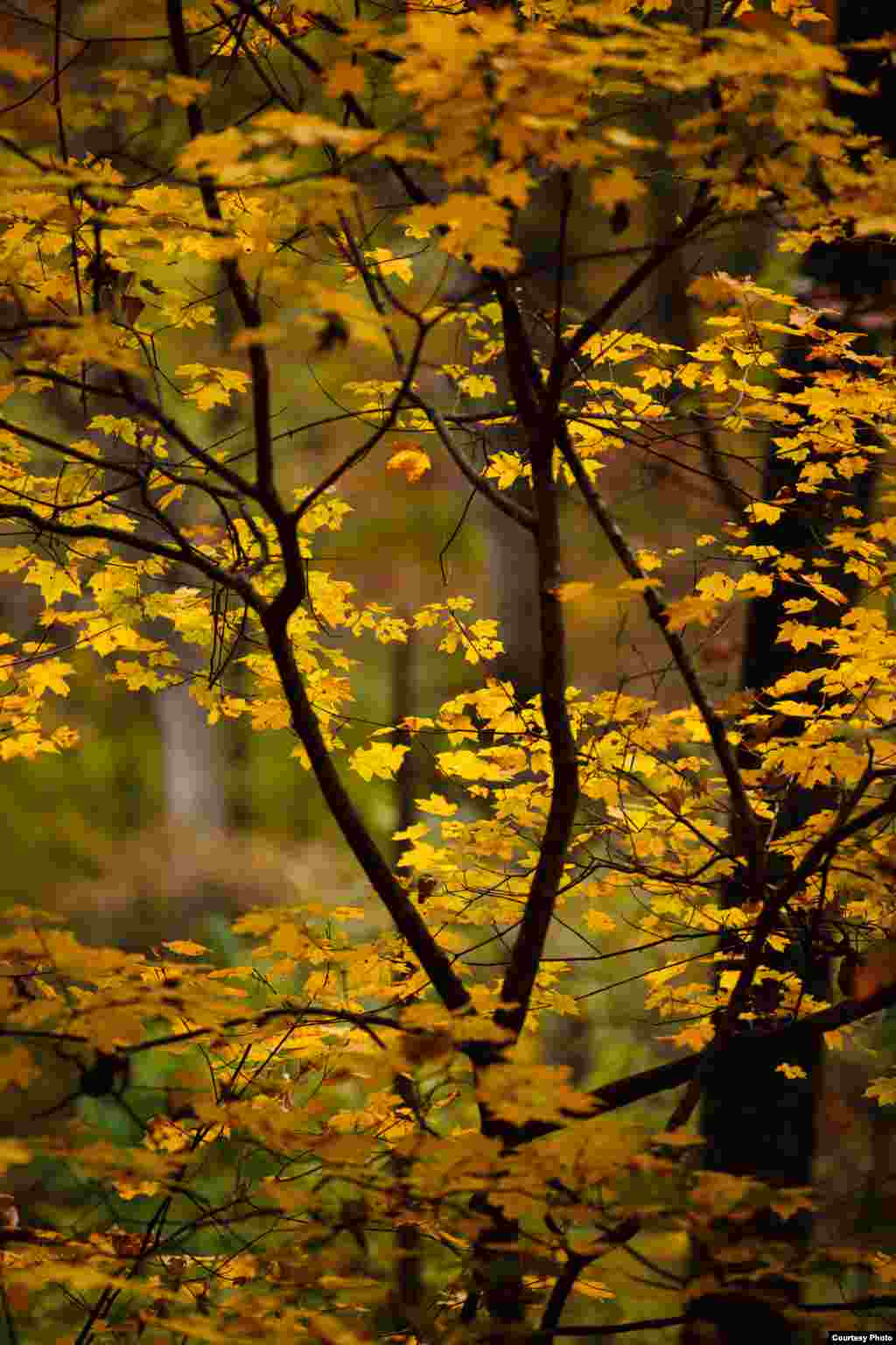 Daun-daun pohon maple mulai menguning saat musim dingin mendekat, di Pusat Riset Tyson di Washington University di St. Louis, Missouri. (Jonathan Myers)
