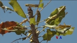 ယူဂန်ဒါက ကျိုင်းကောင်စစ်ဆင်ရေး