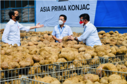 Presiden Jokowi dalam kunjungannya ke pabrik pengolahan porang berharap nilai tambah porang bisa dilakukan di dalam negeri (Foto: Courtesy/Biro Setpres)