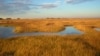 Scientists predict that marshes in the Plum Island Estuary in Massachusetts will submerge under a conservative sea-level rise scenario. (Matthew Kirwan/USGS) 