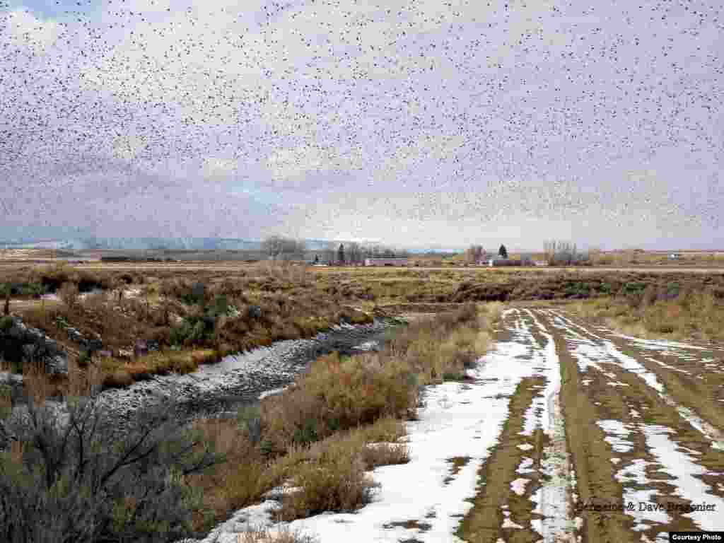 European Starlings in 2012. (Courtesy of Germaine and Dave Bragonier)