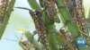 Plague of Locusts Threaten Kenya’s Crops