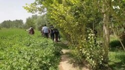 تخریب مزارع کچالو توسط معتادان