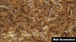 Even though insects are a delicacy in some parts of the world, to many people, the thought of eating them is downright disgusting.