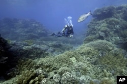 FILE - Tarquin Singleton, cultural officer for the Reef Cooperative, swims past a massive coral on Moore Reef in Gunggandji Sea Country off coast of Queensland in eastern Australia on Nov. 13, 2022. (AP Photo/Sam McNeil, File)