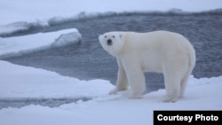 Dabbar Polar Bear