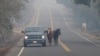 Pepe Tamaya leads horses Sammy, center, and Loli to safety from a deadly wildfire, Oct. 10, 2017, in Napa, California. The horses had been let out of their pasture Sunday, when the wind-whipped fire moved too fast for the horses to be loaded into trailers. When Tamaya return to his employers land, he found the house had been destroyed, but the horses were grazing on the front lawn. 