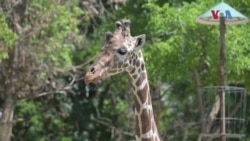 Нови атракции во Скопската зоолошка градина