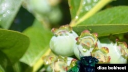 FILE - A mature cicada dries its wings on a blueberry tree in Fairfax, Virginia. (Photo: Diaa Bekheet)