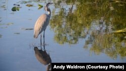 The great blue heron is the largest heron in North America, and very common in the Everglades.