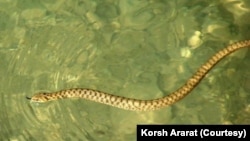 توێژەرانی زانکۆی سلێمانی دەڵێن ماری ئاوی لە هەرێمی کوردستان ژەهراوی نین.