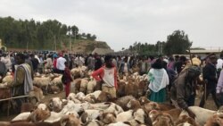 ኣብ ከተማ መቐለ፡ ብምኽንያት ሓዲሽ ዓመት ኣብ ዕዳጋ ጠለ-በጊዕን ከብትን ዝወዓለ ዋጋ