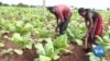 WATCH: Malawi Looks to Cannabis to Supplement Lost Tobacco Earnings