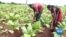 WATCH: Malawi Looks to Cannabis to Supplement Lost Tobacco Earnings