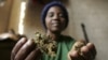 FILE - Zimbabwean healer Martha Katsande shows a traditional medicine used in her surgery practice, Harare.