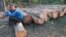 Jan. 15, 2001 file photo, a Myanmar logger sits on a pile of timber which is waiting to be cut, in the jungles of central Myanmar. There has been a sharp decline in timber illegally imported into China from Myanmar, but smugglers are stil