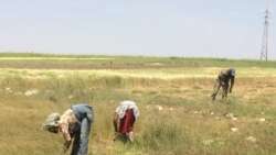 ኤርትራ፡ ሓረስቶት ንኡስ ዞባ በሪኽ ዘራአቶም ኣብ ጽቡቕ ኩነታት ከምዘሎ ገሊጾም