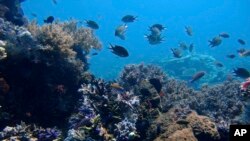 ໃນ​ພາບ​ວັນ​ທີ 30 ເມ​ສາ 2009 ນີ້, ສະ​ແດງ​ໃຫ້​ເຫັນ​ປະ​ກາ​ລັງ​ຢູ​່​ທະ​ເລ ຕ​າ​ຕາ​ວາ ເບ​ຊາ, ເກາະ ໂຄ​ໂມ​ໂດ, ອິນ​ໂດ​ເນ​ເຊຍ.