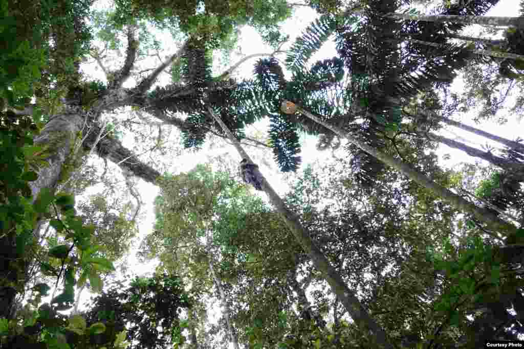 Pemanjat pohon dari Carnegie Institution di kanopi pohon yang tinggi. (Greg Asner)