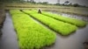 Un homme travaillant dans un champ de riz à Nanan, Yamoussoukro, en Côte d'Ivoire, le 27 septembre 2014.