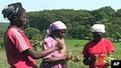 The FAO says many of the world's 500 million smallholder farmers are women. 