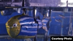 Looks do matter to zebrafish, which were attracted to this robot fish because of its bright color and round female-like shape. (M.Porfiri/Polytechnic Institute of New York University)