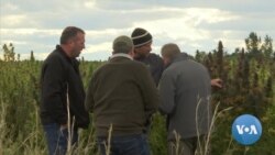 American Farmers Embrace Hemp after Legalization 