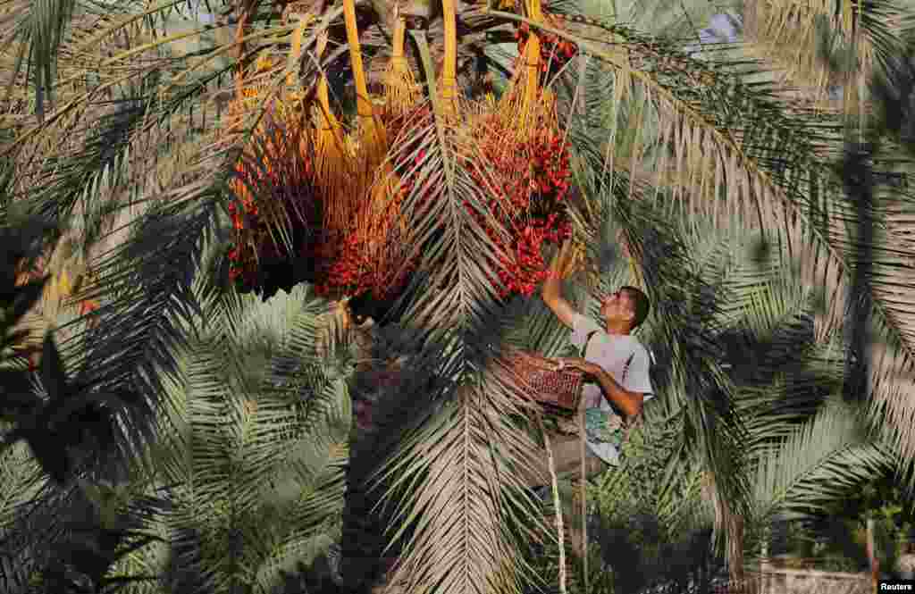 Seorang petani Palestina memanen kurma di Deir al-Balah, Jalur Gaza. 