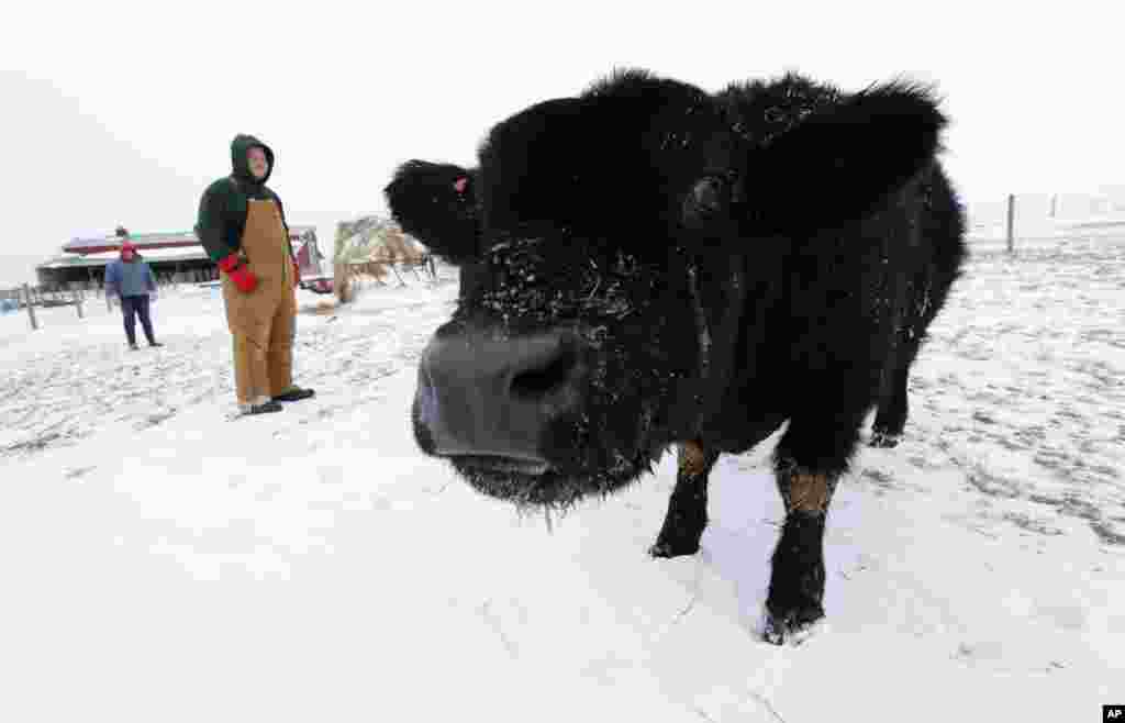 Isabella dan Zadok Graff memeriksa sapi ternak keluarga mereka ketika suhu sangat dingin di Middletown, Illinois, 7 Januari 2014.